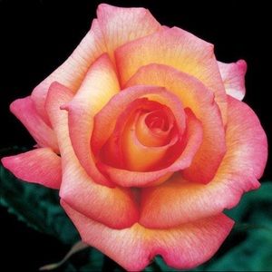 Meet your Posher, Lucia